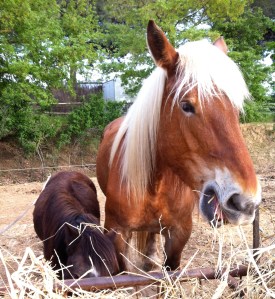 Tulip and Stella the pony.