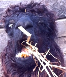 Yes, that is really an alpaca!