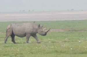 2 of 26 remaining Black Rhino in Ngorogoro Crater, Tanzania