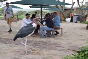 This stork was begging for food and picking through the garagge. Not your average sparrow crushing the picnic grounds!