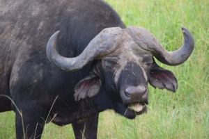 Cape Buffalo...the most dangerous of all. Good thing I have a telephoto lens. These were the guys surrounding my tent one night munching grass.